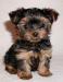 Negozio animali vende Cucciolo Yorkshire a prezzo buono