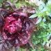 Umbria Offerte Ristorante Prodotti Biologici