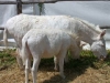 white donkeys from Asinara