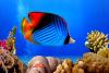 vola-a-sharm-offerta-all-inclusive-da-napoli-roma-bari
