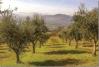 Casale Agrituristico casa-vacanze campagna umbria Magione-Lago-Trasimeno