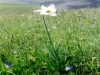 Fiore della Fioritura di Castelluccio