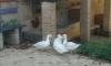 Casale nella natura con ANIMALI Ad Ancona