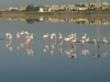 colonies of flamingos in Santa Gilla