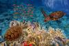 low-cost-Sharm-el-sheik-offerta-allinclusive-gennaio-febbraio-marzo