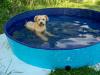 Agriturismo PetFriendly piscina per cani in Toscana