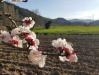 Primavera in Umbria a Ferentillo