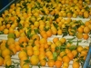 vendita prodotti tipici corigliano