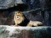 Find Accommodation to visit the Biopark Zoo
