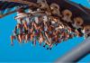 Katun, inverted coaster con loop 360 gradi