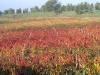 Chianti Wineyards 