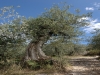 Olive trees detail