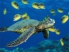 Pools with giant sea-turtles