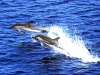 Santuario dei cetacei
