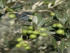 Umbrian olives