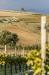 Vigneti vicino Agriturismo il Laghetto