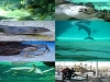 Visite guidate all'Acquario di Genova