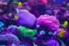 offerta-vacanze-da-sogno-sharm-el-sheik-allinclusive-napoli-roma-bari