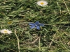 Fiore della Fioritura di Castelluccio