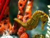 Specie protette al parco Oltremare