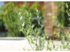 Giardino curato e ideale per relax