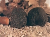 Umbrian black truffle