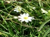 Fiore della Fioritura di Castelluccio