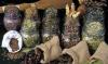 Mostra mercato di Erboristeria, piante officinali ed artigianato