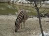 Festeggiamento compleanno allo Zoo, Prezzi Scontati