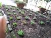 Le piantine aromatiche