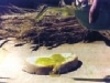 Bruschetta con olio nuovo