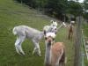 Relais Perugia visita allevamento animali