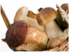Degustazione menu a base di funghi.