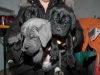 cucciolo cane corso